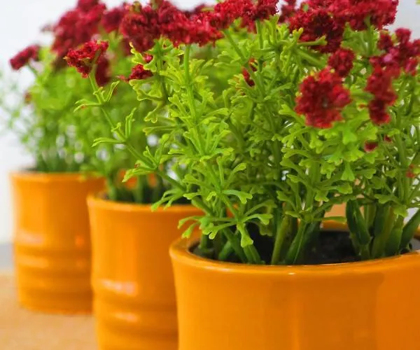 Piave, Zentrum, Mit Garage 梅拉诺